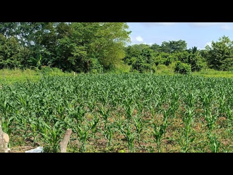 La Huerta Familiar Guerrero-Perez está en vivo