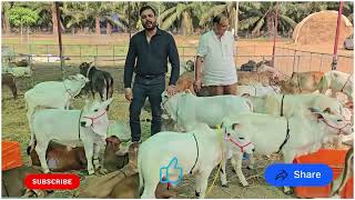 Visitor shared his experience about Nadipathy Cattle #shorts #viral #yt #miniature #reels #tiktok