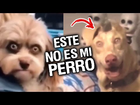 15 VIDEOS DE MASCOTAS HACIENDO COSAS EXTRAÑAS