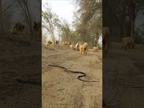 huge venomous snake enter in animals