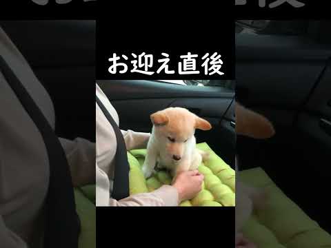 お迎え直後の子犬の柴犬の姿にめっちゃ泣けた!!#shorts