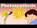 Exploring the Process of Photosynthesis