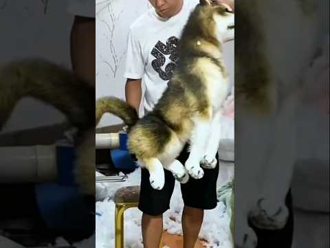 FUNNY DOG REACTION PART 7 #funny #trendingshorts #funnydog
