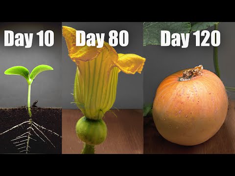Pumpkin growing from Seed to the mature Fruit ???? EPIC Time Lapse [Full] - YouTube(全3分30秒 看到2分30秒)
