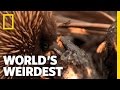Echidna Facts and Characteristics