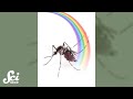 Mosquito Attraction and Deterrence Strategies