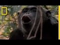 Understanding Male Behavior in Chimpanzees