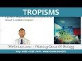 Plant Growth Responses and Auxin