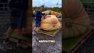 Harvesting a Pumpkin Bigger Than a Man! #shorts #pumpkin #youtubeshorts