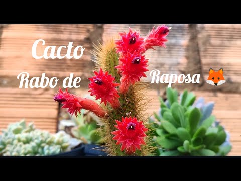 cacto rabo de raposa floração. 🌺🌵