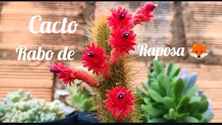 cacto rabo de raposa floração. 🌺🌵