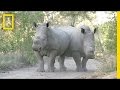 Wildlife Conservation Challenges and Solutions