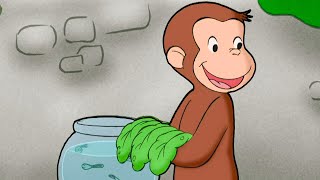 George Cuida dos Girinos | Episódios Completos 🐵 George, o Curioso