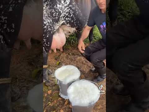 НИЯТ КИЛГАНЛАР БОРМИ ЛАЙК ВА КОММЕНТ БОСАМИЗ
