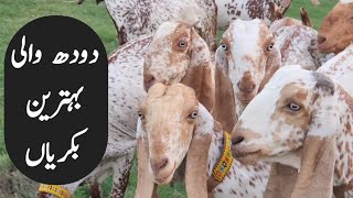 Makhi Chini Milking Goats | Goat Farming | Makhi Chini Goats | Chakwal Goat Farm | 12 August 2025 |