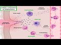 Inflammation and Immune Response Concepts