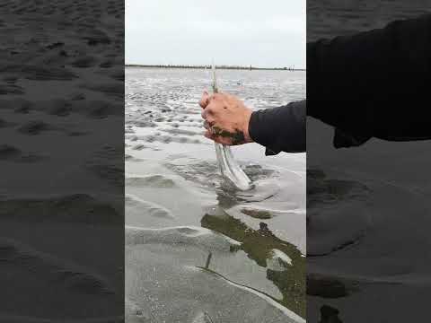 Giant Fish Trapped in the middle of the sea ๐ #fishing #unbelievably #amazing