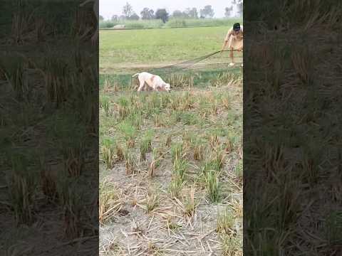 HUNTING QUAIL BEST ENGLISH POINTER DOG …. NETING QUAIL IN PAKISTAN 2024 #shorts