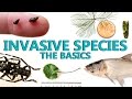 Invasive Species in Michigan: Key Insights and Actions