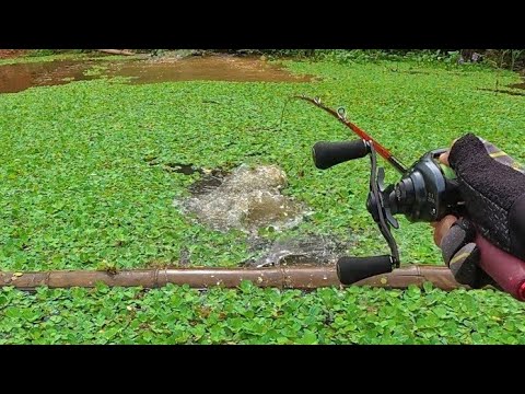 CÂU LURE PHÊ TÊ TÁI