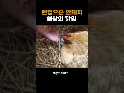 협상의 닭