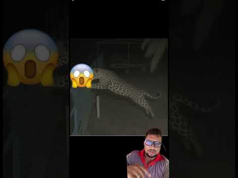 Vídeo da onça atacando seu Jorge