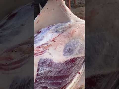 اقوي نقش العجل كيفيه استخراج جلد بالكامل بطريقه احترافيه تعليم البقري شراري الهند فان سلخ المقدم رقب