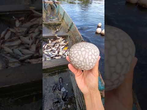 Releasing pufferfish caught in a fish trap #patehinte