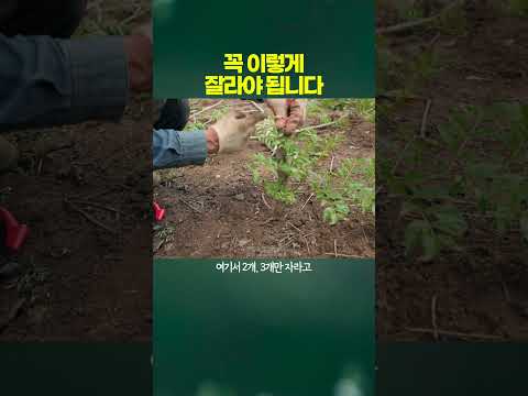 두릅, 꼭 이렇게 자르세요