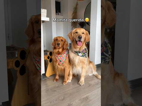 Feliz día de la madre a las mamás perrunas 😅🐶🩷 #perros #diadelamadre #mascotas #goldenretriever