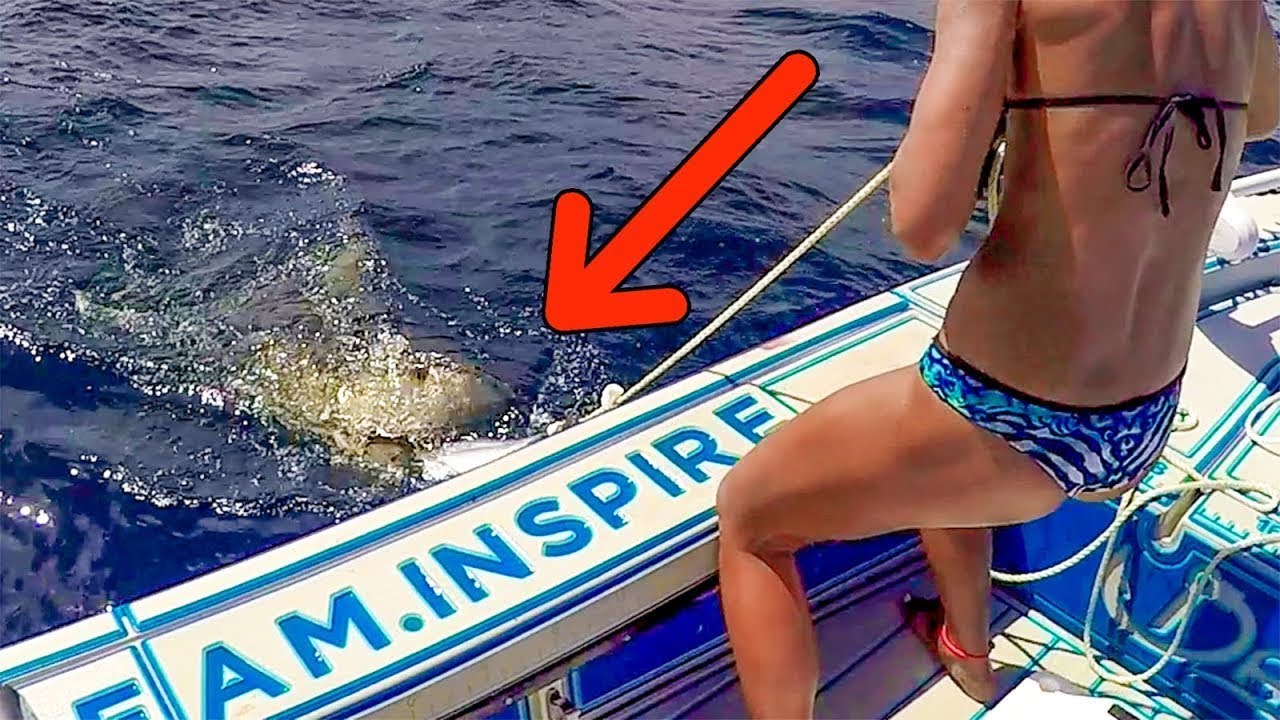 Shark Attack! Teasing Man Eating Sharks with Giant Baits!