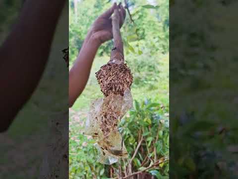 লিচুর গুটি কলম শেষ বেলায় নামিয়ে দিলাম #farming #reels #agrifuture