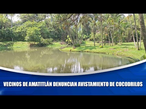 Vecinos de Amatitlán denuncian avistamiento de cocodrilos