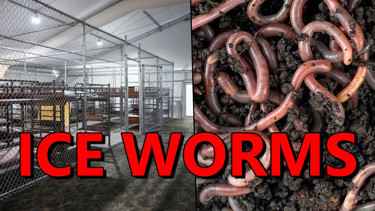 Trump's Alligator Alcatraz FEEDING WORMS to Prisoners, Depriving Medicine and Showers