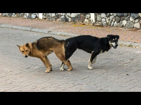 25 Datos Inútiles #10 | ¿Porque los perros se quedan pegados?