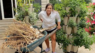 It's Time to Get it Done | Harvesting and Making a Simple Summer Dinner!