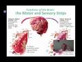 Brain Functions and Structures