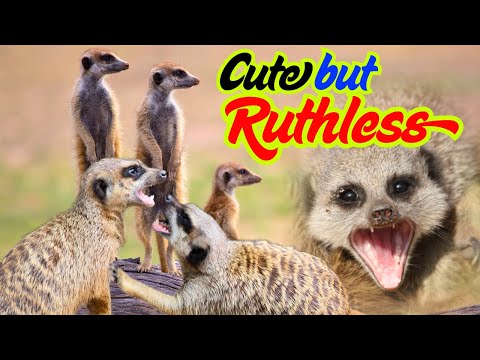 The Meerkat Mob: Cute, Cuddly, Cunning but Completely Cutthroat