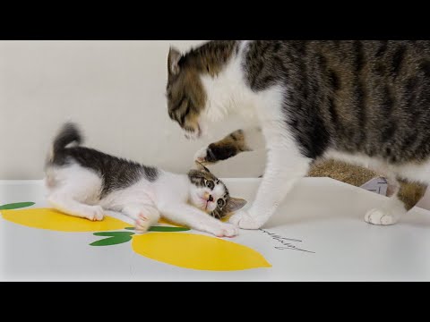 How Does the Big Cat React to the Rescued Kitten's Mischievous Behavior? │ Episode.48