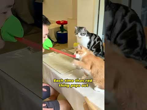 The funniest toy for cats to play #shorts