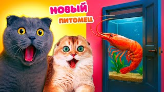 СЕКРЕТНАЯ СИНЯЯ КОМНАТА для ПИТОМЦЕВ | ЗАГАДОЧНАЯ ПОСЫЛКА от ТАЙНОЙ НЯНИ