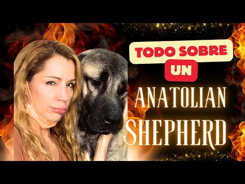 Como hacer un pastor de Anatolia😱😱😱😱 #PeluqueríaCanina #AnatolianShepherd #Perros #mascotas ￼