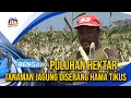 Farmers' Strategies Against Rat Infestations