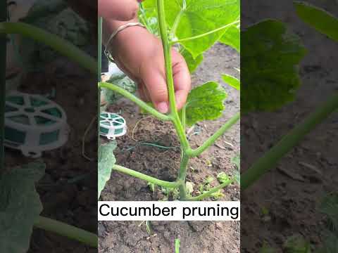When cucumber grows to 6 leaves #shorts #plantingtips