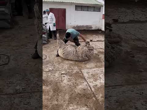 Sheep's hair is cut in this manner. #shortvideo