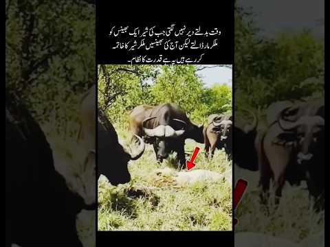 Buffalos Attack On Lion #shorts #quotes #youtubeshorts #shortfeed