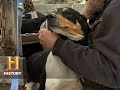 Tracking Skills and Dog Behavior