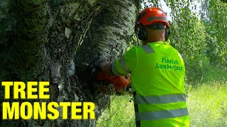 Felling a HUGE Rotten Birch Next to a Summer Cottage