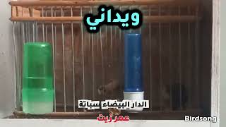 طائربنمطٍ ويداني، السلاسيات، و النزولات ، والحداديات و ناقوس بلفقير مع اليتروكيات والتولويل بالبوحية