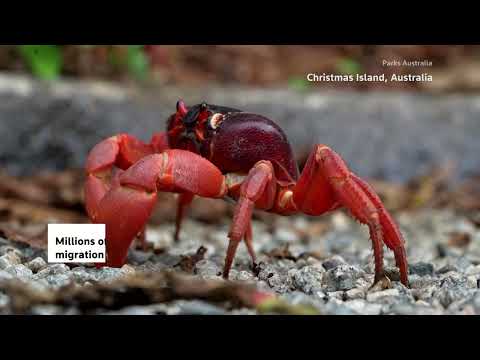 YouTube video thumbnail: Millions of Red Crabs Head to the Sea on Christmas Island